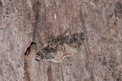 Parectropis subflava