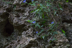 Commelina auriculata