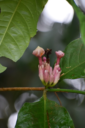 Tabernaemontana macrocalyx observed 2025-08-08