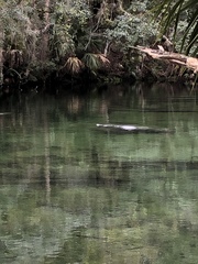 Trichechus manatus latirostris