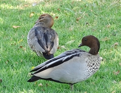 Chenonetta jubata