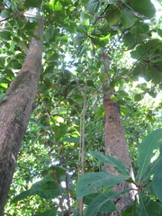 Terminalia catappa