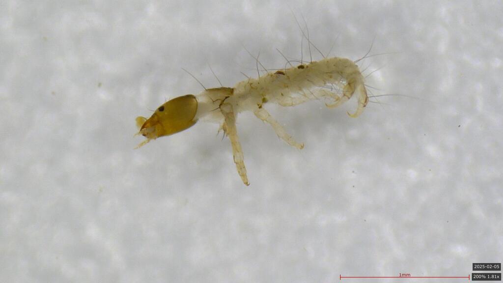 Rhyacophila grandis
