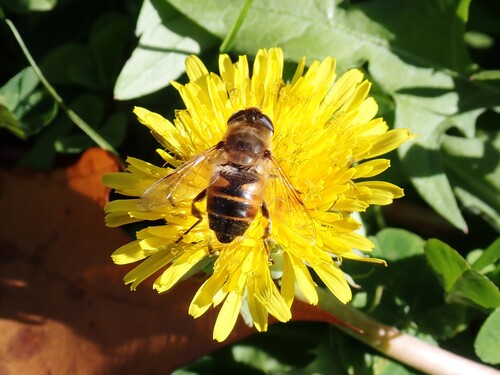 Unknown species found near Waterville, ME, USA