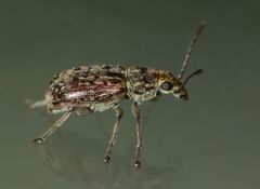 Cacephatus
