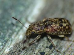 Cacephatus