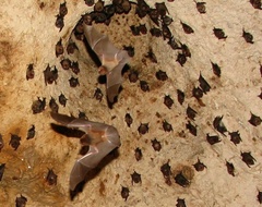 Mormoops megalophylla