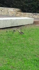 Acridotheres leucocephalus