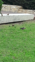 Acridotheres leucocephalus