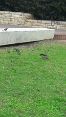 Acridotheres leucocephalus