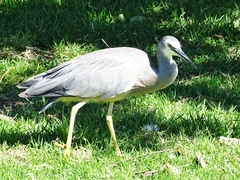 Egretta novaehollandiae