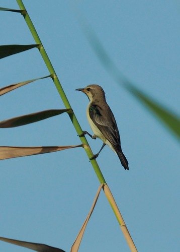 Hedydipna metallica