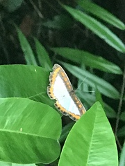 Nymphidium caricae