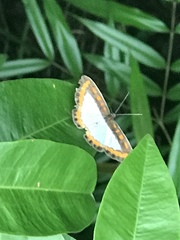 Nymphidium caricae