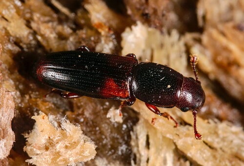 Rhizophagus nitidulus