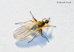 Platypalpus bilobatus