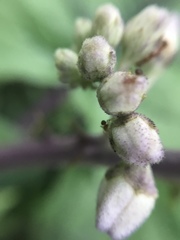 Solanum stramoniifolium