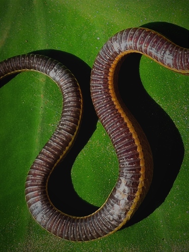 Painted Keelback