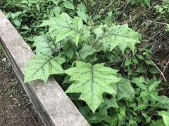 Solanum stramoniifolium