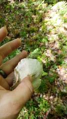 Cuphophyllus canescens