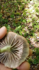 Cuphophyllus canescens