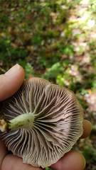 Cuphophyllus canescens