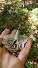 Cuphophyllus canescens