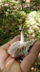 Cuphophyllus canescens