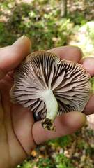 Cuphophyllus canescens