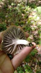 Cuphophyllus canescens