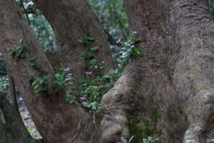 Dicliptera tinctoria