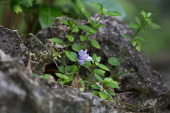 Ruellia repens