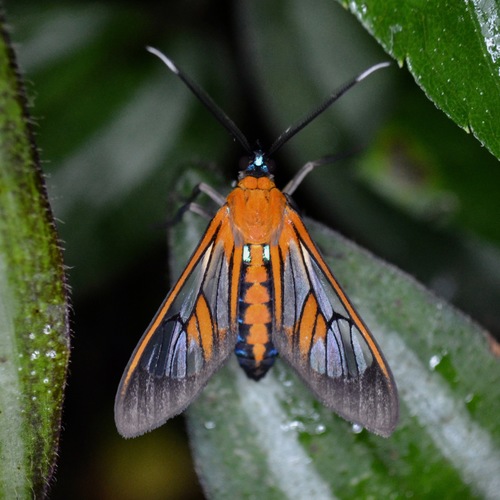 Cosmosoma achemon Fabricius, 1781