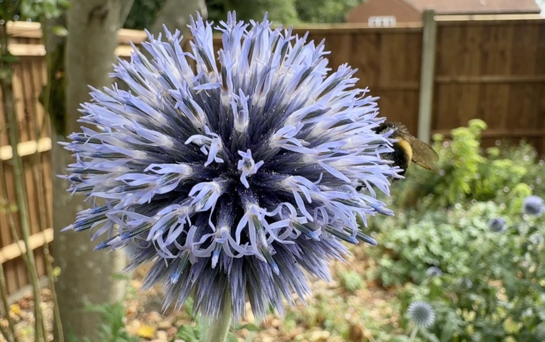 Echinops Bannaticus (Echinops bannaticus)