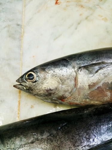 Photo of Bullet tuna (Auxis rochei)