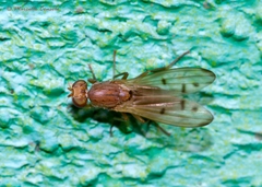 Opomyza florum