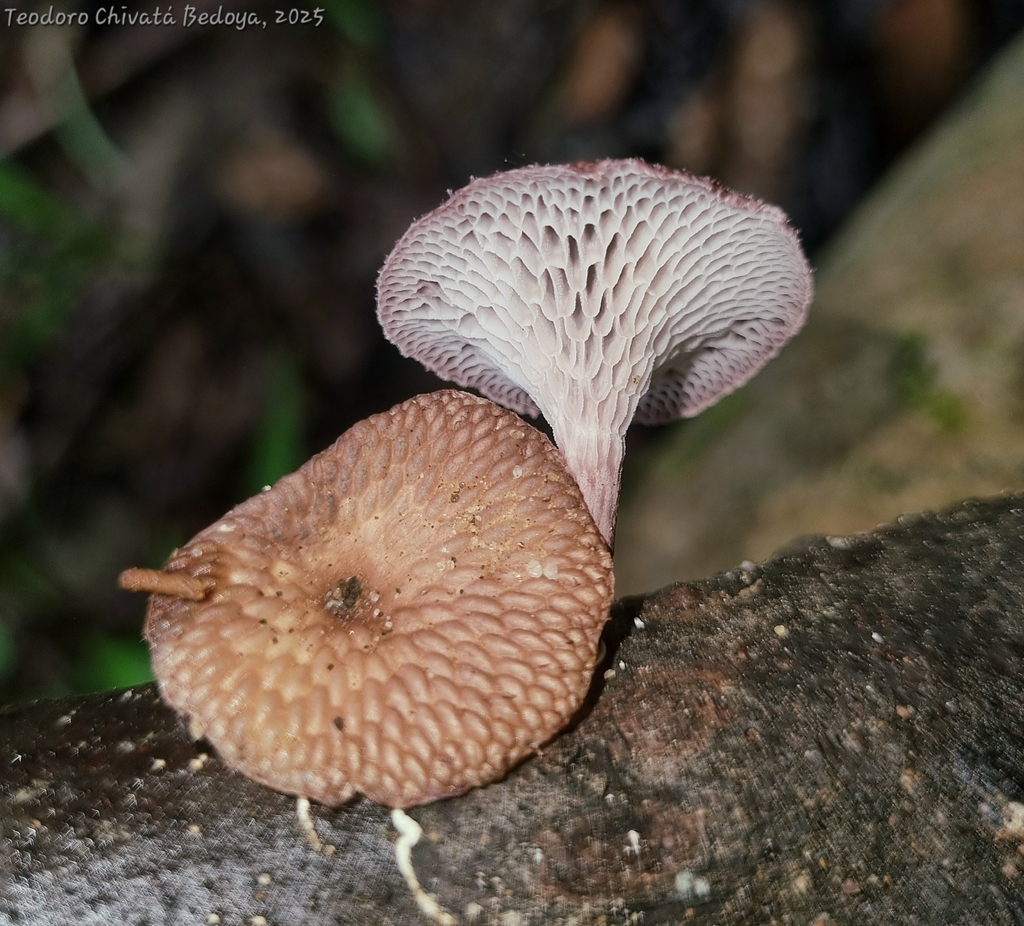 Neofavolus subpurpurascens · September 2025 · photo: © teodoro_chivatabedoya (iNaturalist, cc-by)