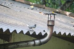 Copsychus saularis ceylonensis