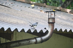 Copsychus saularis ceylonensis