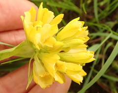 Eulophia leontoglossa