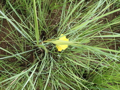 Eulophia leontoglossa