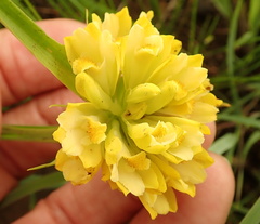 Eulophia leontoglossa