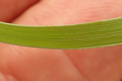 Eulophia leontoglossa