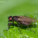 Sphaeroceridae - Photo (c) Marcello Consolo,  זכויות יוצרים חלקיות (CC BY-NC-SA)
