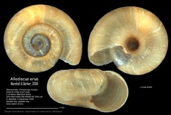 Image of Allodiscus erua
