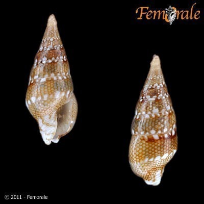 Mitrella loyaltyensis