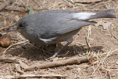 Zosterops borbonicus