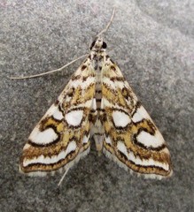 Elophila ekthlipsis