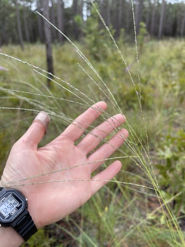 Digitaria filiformis observed 2025-10-10