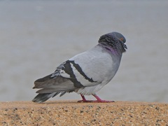 Columba livia